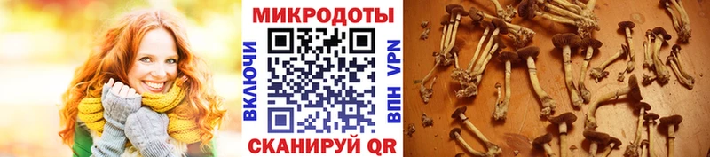 магазин продажи наркотиков  Аргун  Псилоцибиновые грибы мицелий 